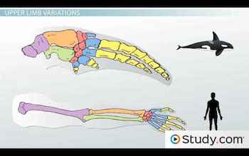 how are whales similar to humans
